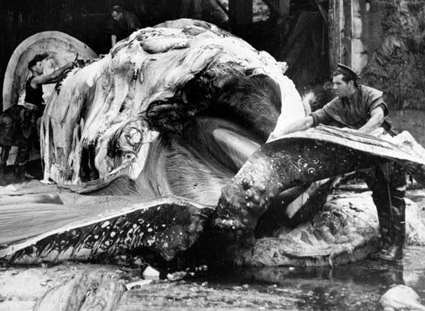 Humpback whale being processed, 1953
