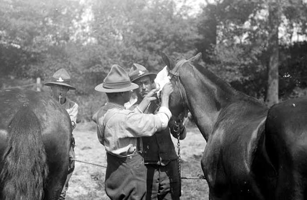 NZVC soldiers bandage a horse's eye