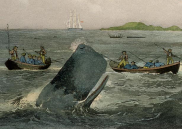 South Seas whaling painting