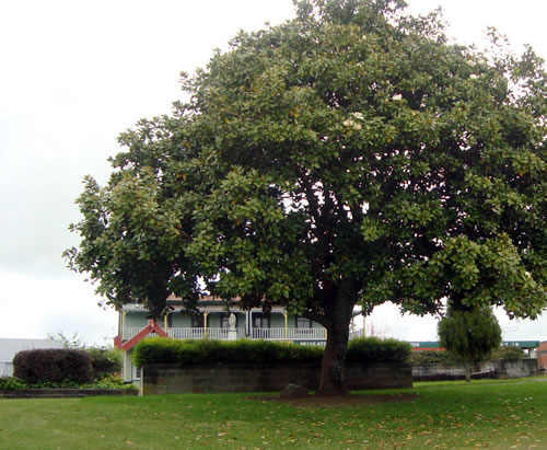 Tree under which the memorial sits