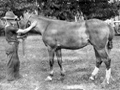 Horses suffering from tona on Samoa