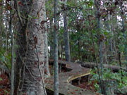Kauri Bushmen's Memorial Reserve, Paparoa