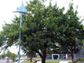 Methven peace tree memorial