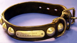 Pelorus Jack collar detail