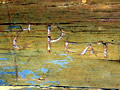 See detail of signature