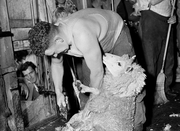 Godfrey Bowen shearing at Ōpiki, Manawatū, 1953