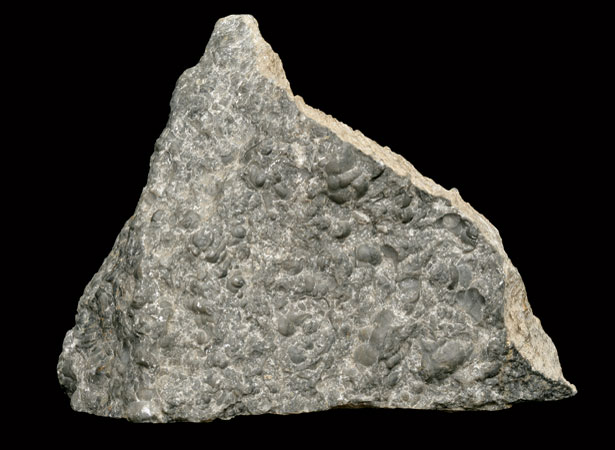 Trilobite limestone found by Malcolm Simpson