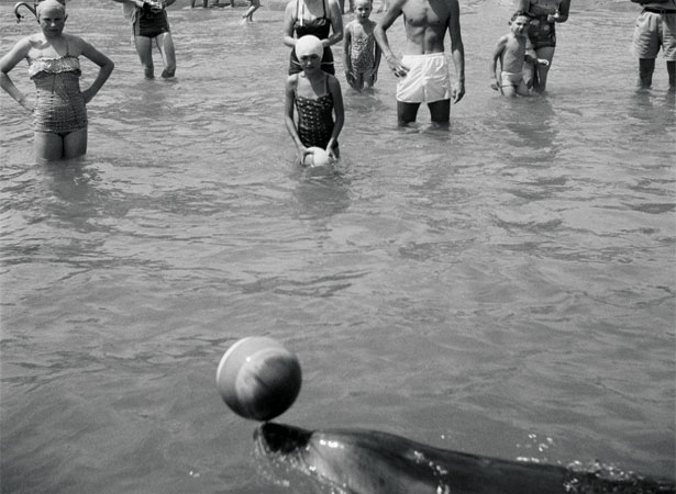 Opo the dolphin and admirers, Opononi, 1956