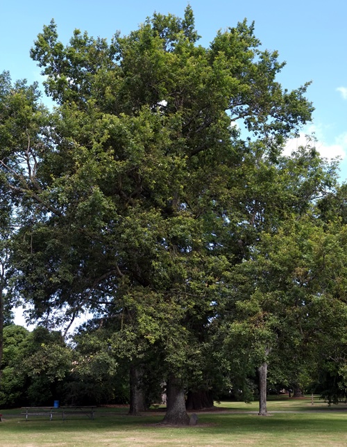 Ashburton peace oak