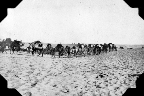 Camels carrying wounded 