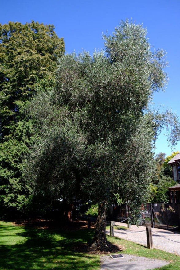 Deans Bush memorial olive tree