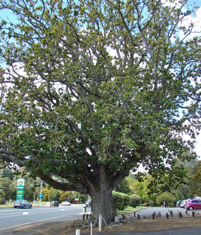 Hattaway Memorial Oak