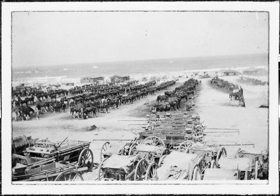 NZ horses and carts at Alexandria