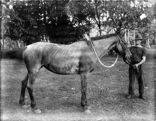 Diseased horses in Samoa