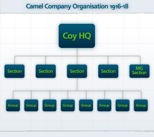 Camel Company Organisation Aug 1916 - Jun 1918