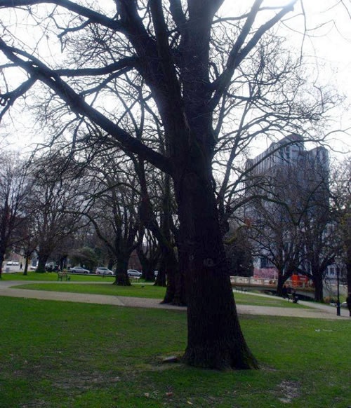 Christchurch memorial oak