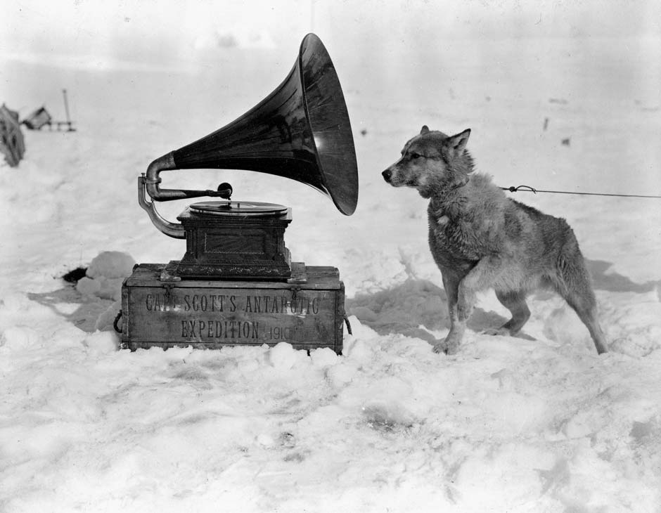 Husky with gramophone in Antarctica