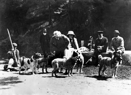 Dogs on Quail Island prior to departure for Antarctica