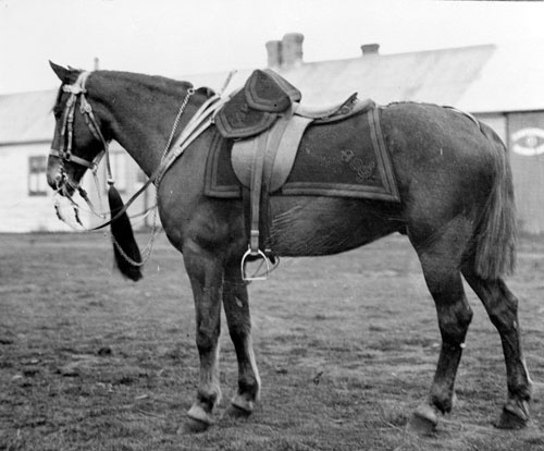 Major - the only NZ horse to return from South Africa
