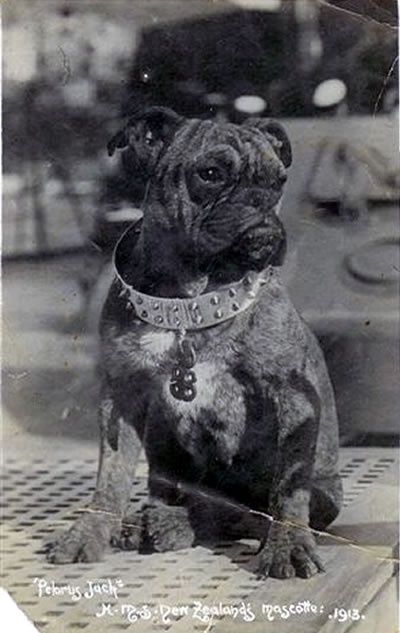 Pelorus Jack in 1913