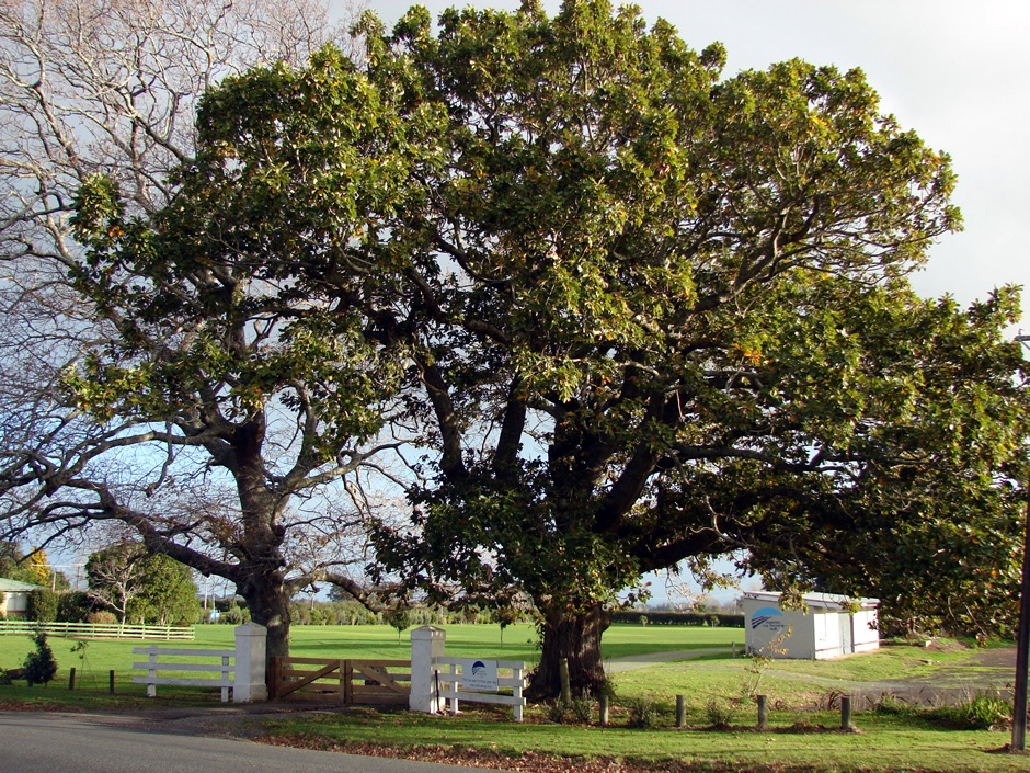 Karaka- Te Hihi peace trees