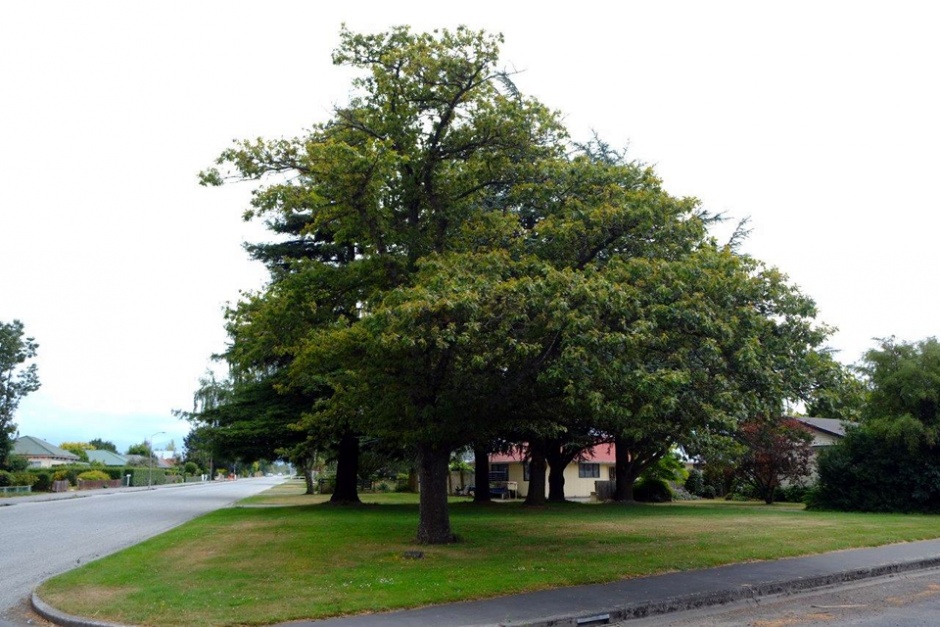 Methven empire oak