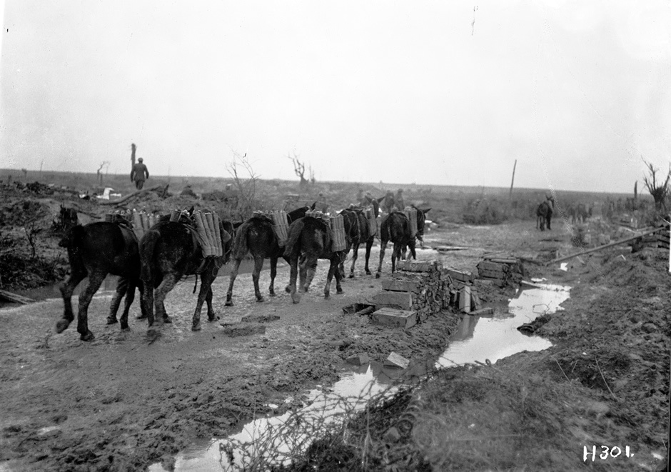 Mule convoy carrying ammunition at Passchendaele