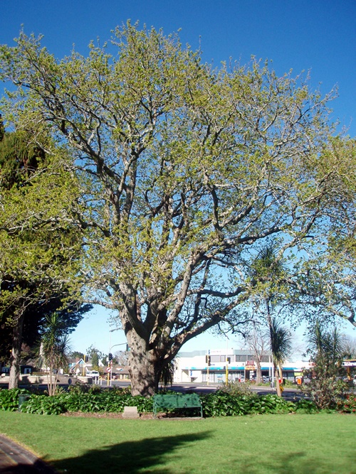 Papakura peace oak