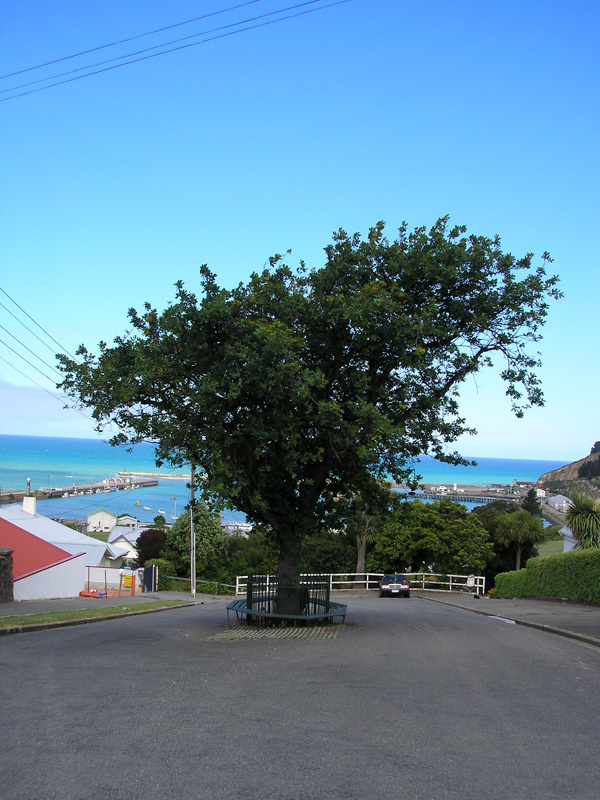 Memorial oak to Robert Falcon Scott, Ōamaru