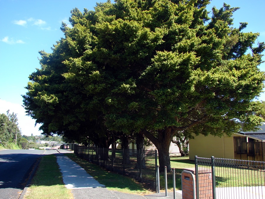 Waiuku school memorial trees