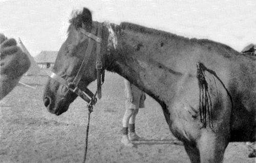 Shooting wounded horse
