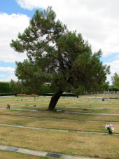 Crooked pine tree in the middle of grass lawn with lines of grave plaques.