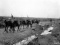 Mule convoy carrying ammunition at Passchendaele