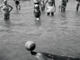 Death of Opo the friendly dolphin