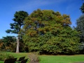Ashburton gardens victory oak