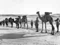 Camel artillery on the march