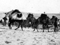 Camels carrying wounded