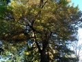 Geraldine Domain memorial oak