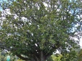 Hattaway Memorial Oak