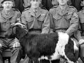 New Zealand Army Special Air Service with goat mascot
