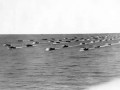 Landing craft convoy on D-Day