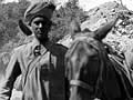 Sikh soldier with mule on Gallipoli