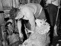 Godfrey Bowen sets world sheep-shearing record