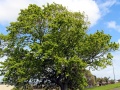 Reginald Judson memorial oak