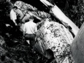 DC-3 crashes in Kaimai Range