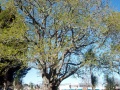 Papakura peace oak
