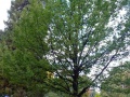 Queenstown memorial oak