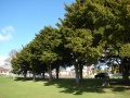 Tauranga District High School memorial trees