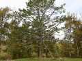 View of pine tree in a grass field