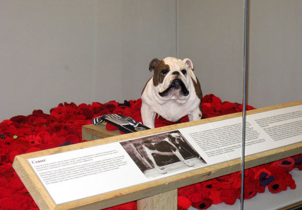 Ceasar the bulldog, recipient of the Blue Cross medal for service and bravery